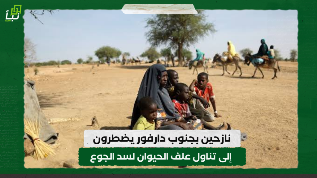 نازحين بجنوب دارفور يضطرون إلى تناول علف الحيوان لسد الجوع 1 IMG 20240218 104846