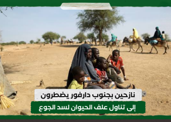 نازحين بجنوب دارفور يضطرون إلى تناول علف الحيوان لسد الجوع