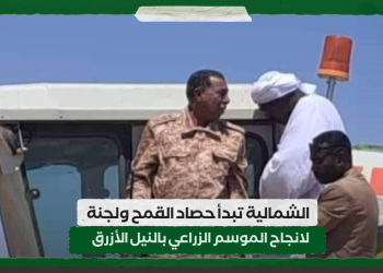 الشمالية تبدأ حصاد القمح.. ولجنة لانجاح الموسم الزراعي بالنيل الأزرق