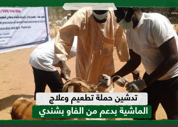 تدشين حملة تطعيم وعلاج الماشية بدعم من الفاو بشندي