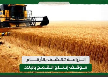 الزراعة تكشف بالأرقام موقف إنتاج القمح بالبلاد