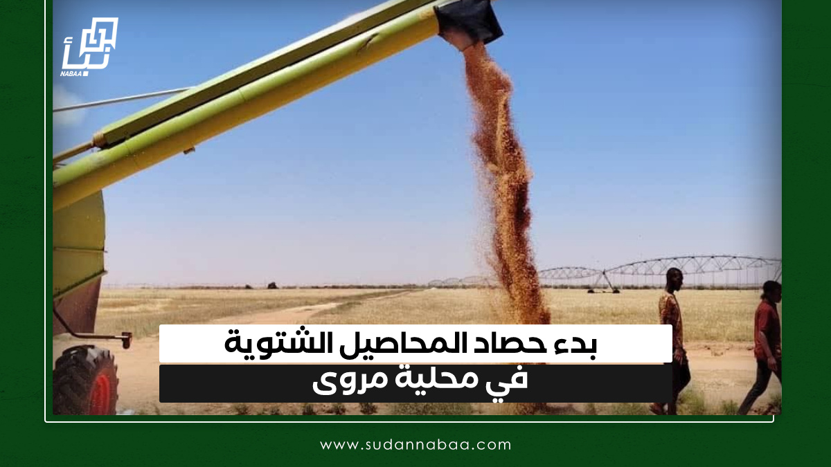 بدء حصاد المحاصيل الشتوية في محلية مروى 10 بدء حصاد المحاصيل الشتوية في محلية مروى