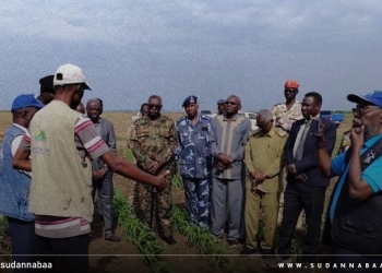 الشركة العربية السودانية للبذور تنجح في زراعة أكثر من ألفي فدان بمحاصيل أساسية في ولاية سنار