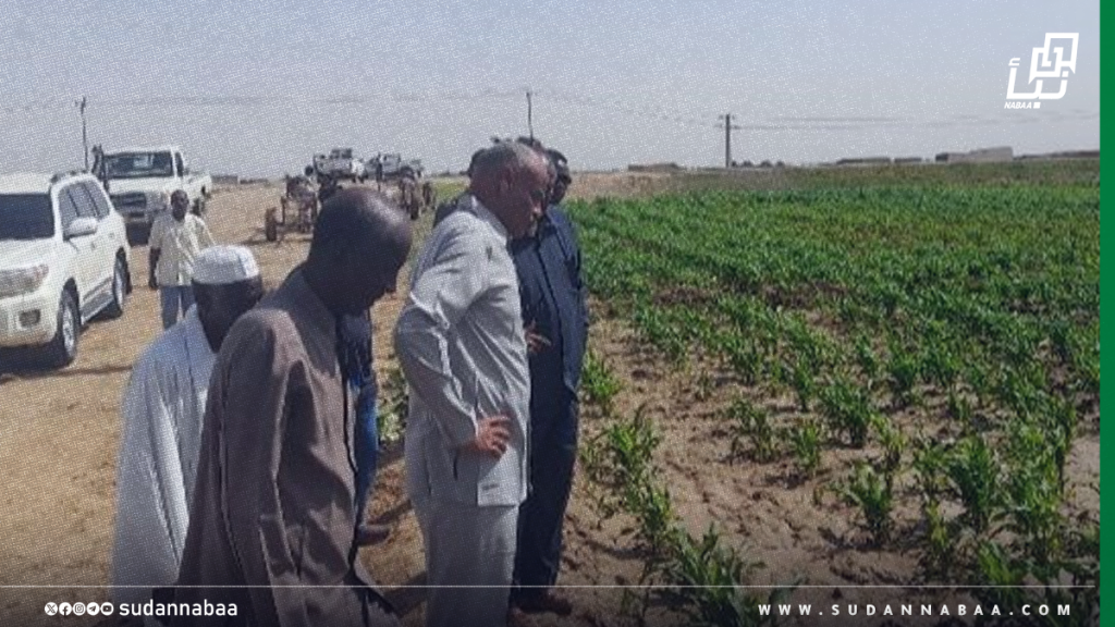 وزير الإنتاج بكسلا: انتشار الفئران ظاهرة غير مألوفة ونفوقها طبيعي بسبب نقص الغذاء 1 موقع1 10