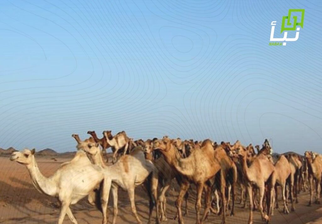 رعاة الإبل