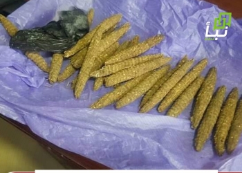 Police Dismantle Women-Led Drug Trafficking Network in Omdurman 7 Police Dismantle Women-Led Drug Trafficking Network in Omdurman