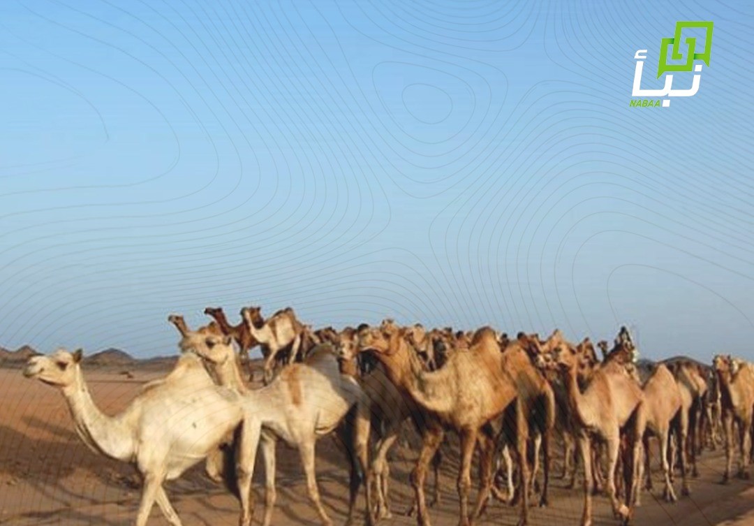 Two Camel-Herding Children Killed in Armed Attack Near Ad Al-Fursan, South Darfur 12 Two Camel-Herding Children Killed in Armed Attack Near Ad Al-Fursan, South Darfur