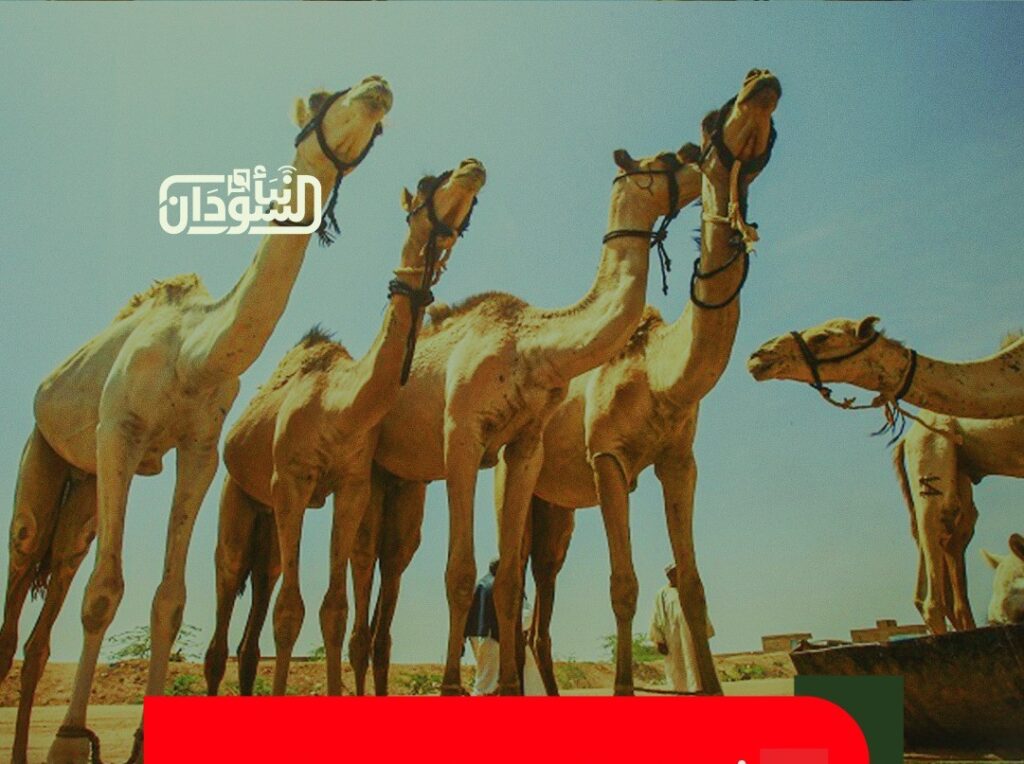 Dar Hamar Emergency Room: RSF Militia Seizes 55 Camels, Demands Ransom for Their Return 1 غرفة دارحمر