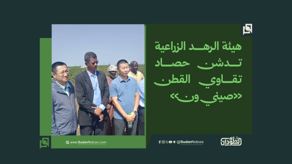 هيئة الرهد الزراعية تدشن حصاد تقاوي القطن «صيني ون» 1 موقع3 9