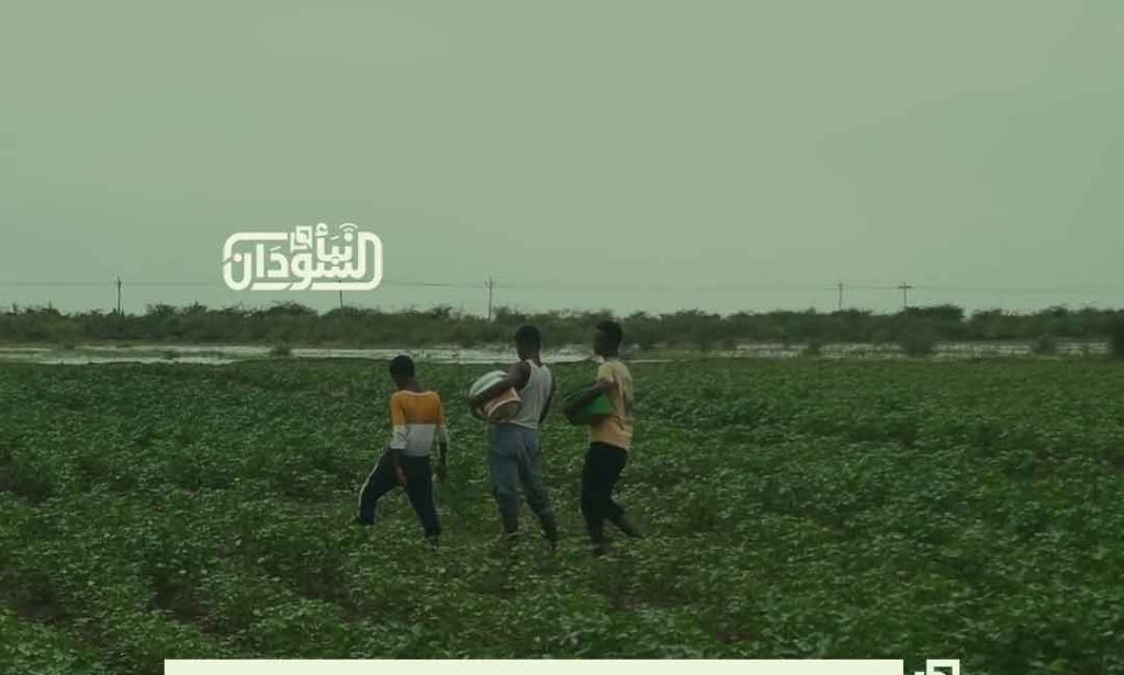 Gezira Scheme Cultivates 860,000 Feddans, 75% of Targeted Summer Season Area 1 75 of the Targeted Area for Summar season Cultrivated in Gezira Scheme