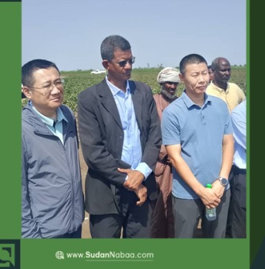 Al-Rahad Agricultural Corporation Launches Harvest of “China One” Cotton Variety