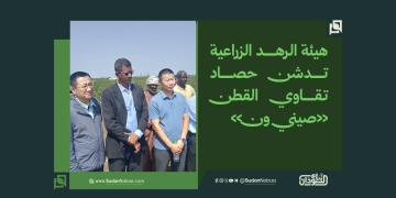 هيئة الرهد الزراعية تدشن حصاد تقاوي القطن «صيني ون»
