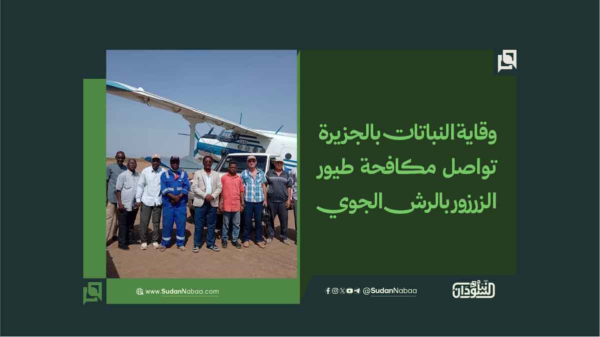 وقاية النباتات بالجزيرة تواصل مكافحة طيور الزرزور بالرش الجوي 10 وقاية النباتات بالجزيرة تواصل مكافحة طيور الزرزور بالرش الجوي