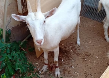Sudanese Society Signs Contract to Import 6,000 Saanen Goats from ‎Türkiye